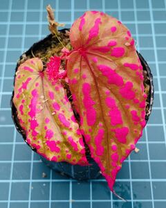 ②ベゴニア ネグロセンシス Begonia negrosensis 【ベゴニア パルダリウム テラリウム アルゴステマ 苔 ジュエルオーキッド】