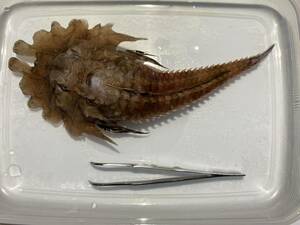 標本用 冷凍深海魚 オニキホウボウ、ワニグチツノザメ他