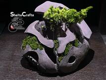 【全国送料無料】SheltaCraftaオリジナル　Asatシェルター　試作機8 熱帯魚　アクアリウムのシェルター　植木鉢　盆栽などに_画像9