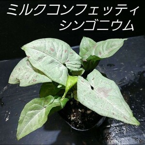 ② シンゴニウム ミルクコンフェッティ ダズルカラー Syngonium Milk Confetti