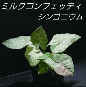 ① シンゴニウム ミルクコンフェッティ ダズルカラーSyngonium Milk Confetti