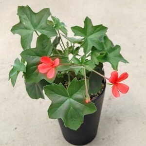 【自家採種“種子”/5粒】Pelargonium tongaense/ペラルゴニウム・トンガエンセ//多肉植物