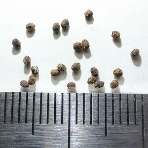 【輸入“種子”/20粒】Weingartia trollii (LH 542)/ウェインガルチア・トロリー//サボテン/多肉植物/レブチア