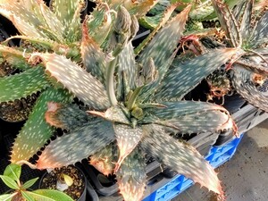 【自家採種“種子”/15粒】Aloe greatheadii (Rustenburg, RSA)/アロエ・グレアトヘアディー//多肉植物/ダビアナ