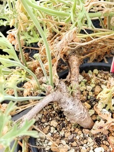 【自家採種“種子”/5粒】Pelargonium dolomiticum (Bloemfontein, RSA)/ペラルゴニウム・ドロミチクム//多肉植物