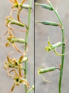 【自家採種“種子”/10粒】Dipcadi viride ex D. marlothii (Bloemfontein, RSA)/ディプカディ・ビリデ//多肉植物