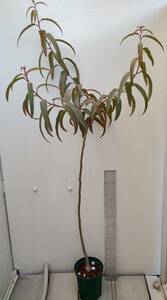 Corymbia citriodora　原種　レモンユーカリ シトリオドラ　ハーブ