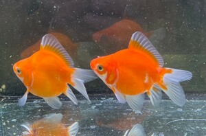 新潟産　玉サバ（透明鱗）　2匹セット　約8cm 　翌日到着エリア限定！遠方の方はご相談ください！