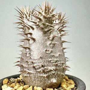 実生 グラキリス × ホロンベンセ Pachypodium rosulatum var. gracilius パキポディウム コーデックス 塊根植物 多肉植物