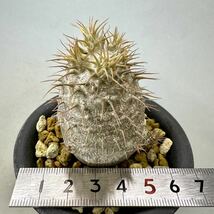 実生 グラキリス Pachypodium rosulatum var. gracilius パキポディウム コーデックス 塊根植物 多肉植物_画像7