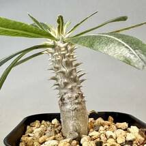 実生 タッキー パキポディウム Pachypodium ‘Tackyi’ コーデックス 塊根植物 親株縮葉 多肉植物 グラキリス_画像3