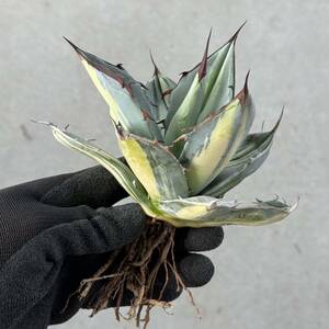 Uncle Sam - アガベ チタノタ ホワイトアイス 縞斑 / Agave titanota White Ice striata