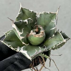 Uncle Sam - アガベ チタノタ 南アフリカダイヤモンド(斑入り) / Agave titanota South Africa Diamond (variegated)