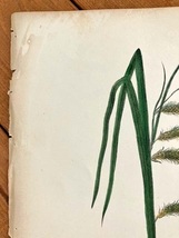 大き目　1840年代　アンティークボタニカルアート　ニューヨーク植物誌　フリジンスゲ　カヤツリグサ科　_画像5