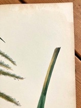 大き目　1840年代　アンティークボタニカルアート　ニューヨーク植物誌　フリジンスゲ　カヤツリグサ科　_画像6