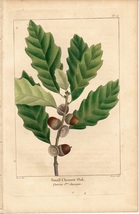 1850年代　アンティークボタニカルアート　北米樹木誌　スモールチェスナットオーク　ドングリ　葉っぱ　手彩色_画像1