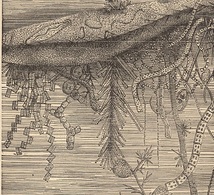 1880年代　アンティークプリント　海中無脊椎動物　ワーム　海洋生物_画像2