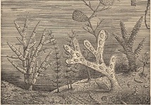 1880年代　アンティークプリント　海中無脊椎動物　ワーム　海洋生物_画像3