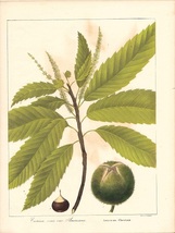 大き目　1840年代　アンティークボタニカルアート　ニューヨーク植物誌　アメリカ栗　チェスナット　クリ　葉っぱ　樹木_画像1