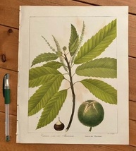 大き目　1840年代　アンティークボタニカルアート　ニューヨーク植物誌　アメリカ栗　チェスナット　クリ　葉っぱ　樹木_画像2