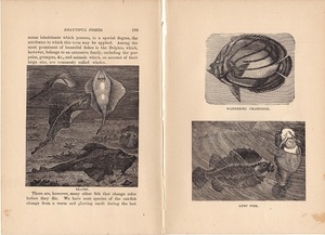 1880年代　アンティークペーパー2枚　魚類　シーデビル　スケート（カンギエイ）　アンコウ　ランプフィッシュ　チョウチョウウオ属