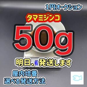 タマミジンコ 50g めだか ベタ 金魚 などの餌に 1円オークション 1/6発送 朝7時までにご入金お願いします。