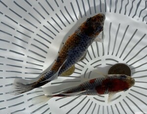 GM-2◆埼玉有名養魚場産 メタリック銀鱗◆２歳2匹◆同日落札3以上送料無料(一部地域ご負担有,説明文参照),発送不可地域あり