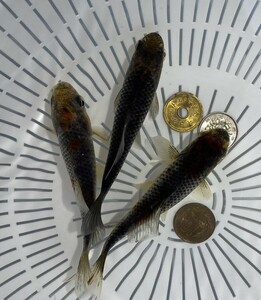 GM-5◆埼玉有名養魚場産 メタリック銀鱗◆２歳3匹◆同日落札3以上送料無料(一部地域ご負担有,説明文参照),発送不可地域あり