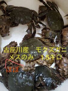 清流古座川の天然活モクズガニ　ほぼメスのみ　欠損あり・なし混合1.5kg　　今期ラスト！　和歌山　訳あり