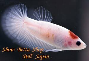 ★Bell Japan★　プラカット　丹頂　メス　約 4.5-5.0ｃｍ