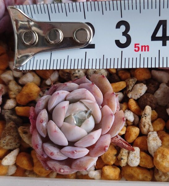 ■ネコポス■多肉植物 アメイジンググレイス 抜き苗1つ エケベリア