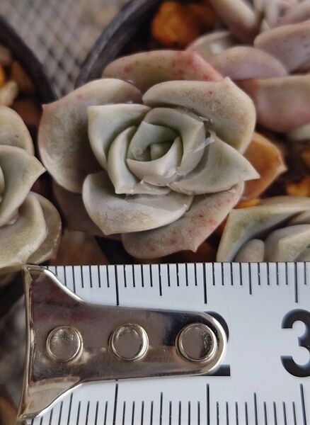 ■ネコポス■多肉植物 ラブリーローズ カット苗 1つ
