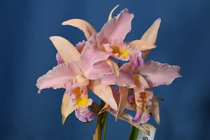 FF-7　Rlc. George King 'Serendipity' AM/AOS x LC. Santa Barbara Sunset 'Show Time' HCC/AOS)　洋蘭 交配種 カトレア　(R6.0120-FF) 