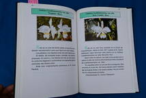 FF-74　CATTLEYA LUEDDEMANNIANA　Carlo Aulisi A 著　洋蘭 中古書籍 　(R6.0120-FF-本) _画像6