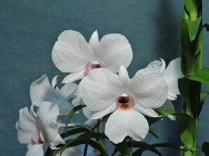 FF-22　Den. Silver Bells 'Mt. Fuji' SM/JOGA　(schuetzii 'White Orb' x Alice Iwanaga)　洋蘭 交配種 デンドロビウム　(R6.0120-FF) 