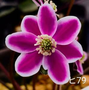 雪割草 白覆　二段F1白シベ　標準花　ヒ79 1芽 画1花参考　出品画2～　3号深角ポリポット植(送料一律60サイズ複数可まとめての方のみ)