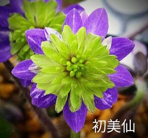 雪割草 初美仙　(原種、紫/緑三段咲名花)　1芽 画1花参考　出品画2～　3号深角ポリポット植(送料一律60サイズ複数可まとめての方のみ)