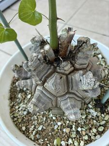 アフリカ亀甲竜 塊根植物 多肉植物 Dioscorea elephantipes サボテン　