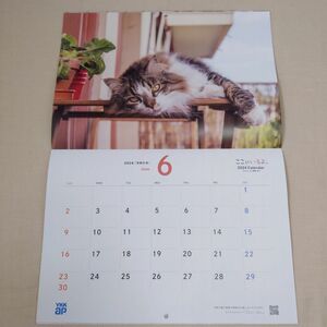 2024年　壁掛けカレンダー　猫　ねこ　ここにいるよ　坂巻洋子