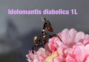 Idolomantis diabolica タンザニア産　　初令幼虫6匹セット　ニセハナマオウ　カマキリ　※サービスあり　※保証あり　カマキリ株式会社