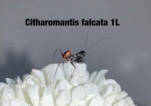 Citharomantis falcata マレーシア産　初令幼虫5匹セット　シタロマンティス　カマキリ　※サービスあり※保証あり　カマキリ株式会社