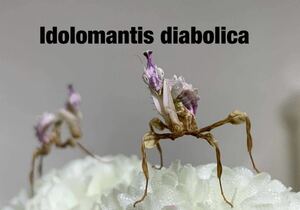 Idolomantis diabolica タンザニア産　　2令幼虫6匹セット　ニセハナマオウ　カマキリ　※サービスあり　※保証あり　カマキリ株式会社