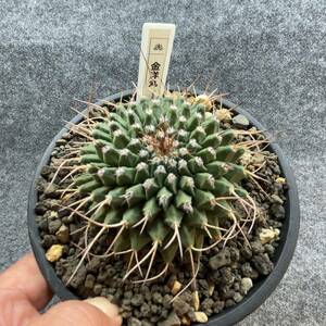 【鉢ごと発送】金洋丸 / Mammillaria marksiana / 5号鉢 / サボテン【現品】【送料込み】M24-1-10-06