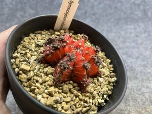 【鉢ごと発送】 サボテン 緋牡丹錦 / Gymnocalycium mihanovichii /４号鉢 /24-1-19-09