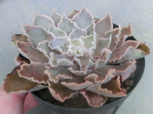 多肉植物 エケベリア シャビアナ ペレグリナ 実生苗 原種 【Echeveria shaviana , Peregrina】