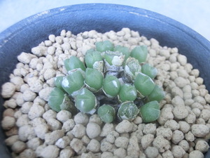 多肉植物・メセン コノフィツム ロエスキアヌム / ロエシアナム 【Conophytum loeschianum red-lined】