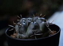 ★多肉植物★サボテン★ギムノカリキウム【Gymnocalycium gibbosum var.nigrum】二グラム・実生球・3号SP・Φ5.2・現品_画像3