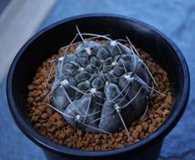 ★多肉植物★サボテン★ギムノカリキウム【Gymnocalycium striglianum var.otmarii】ストリグリアナム・実生・白粉肌・3号・Φ5.2・現品_画像1