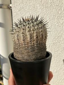 現地株　発根済　コピアポア　Copiapoa　コルムナアルバ　孤竜丸