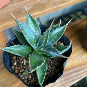 【現品】アガベ モンタナ　実生苗　agave montana